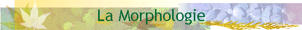 La Morphologie