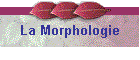 La Morphologie